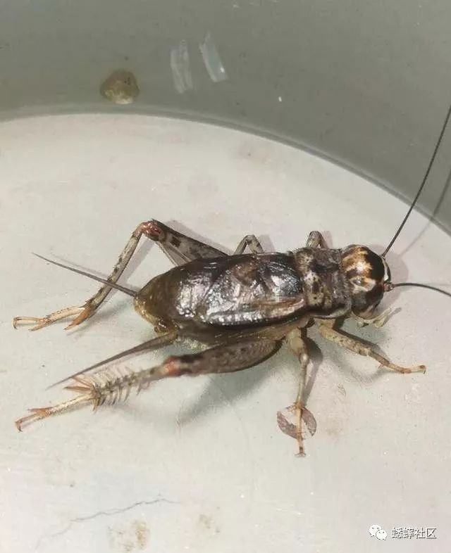 黄头,白青,趐子,大项「蟋蟀」