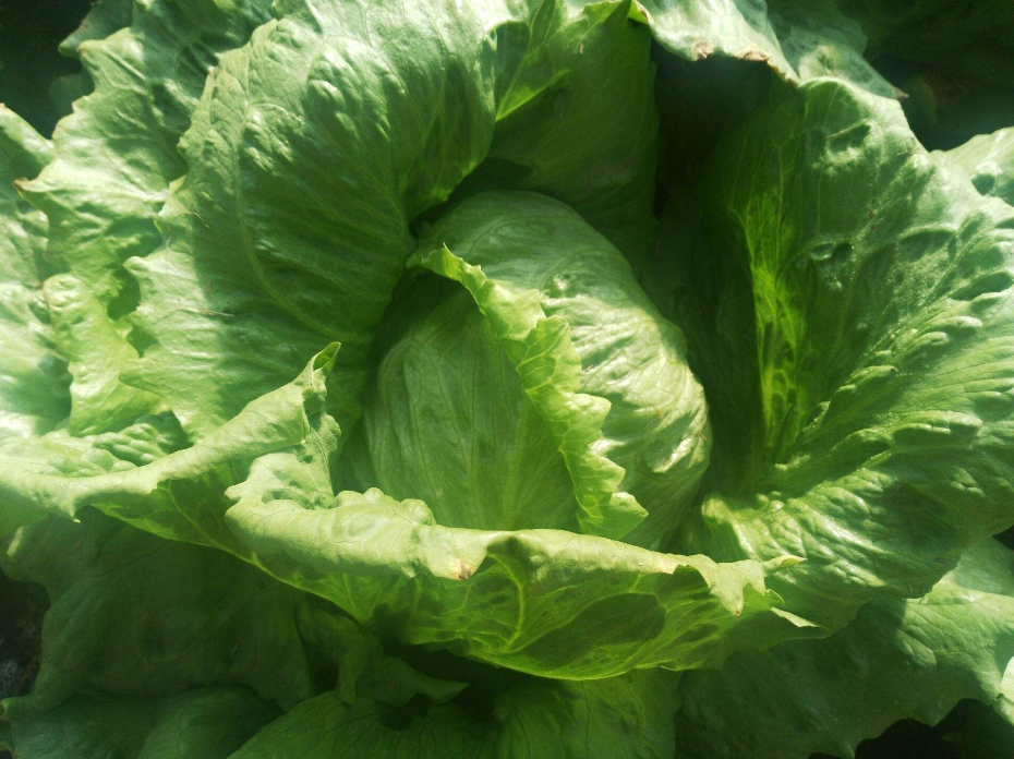 莴苣- 热门商品专区