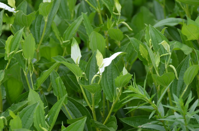 农村植物,儿时河边常见,曾用来喂牛羊,却不知是名贵的苗药