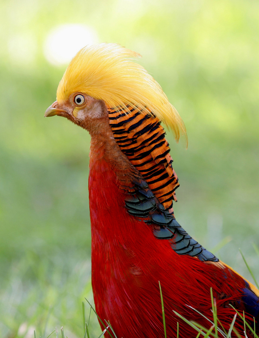 红腹锦鸡 - 英文名称 red-crowned crane.