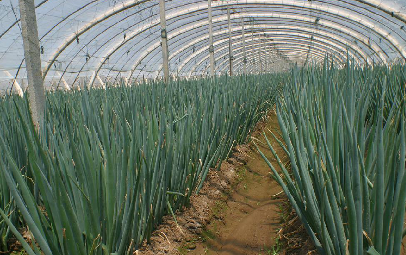 《大葱种植》如何区分大葸,洋葱和韭莱种子?发芽和劝苗出土特点