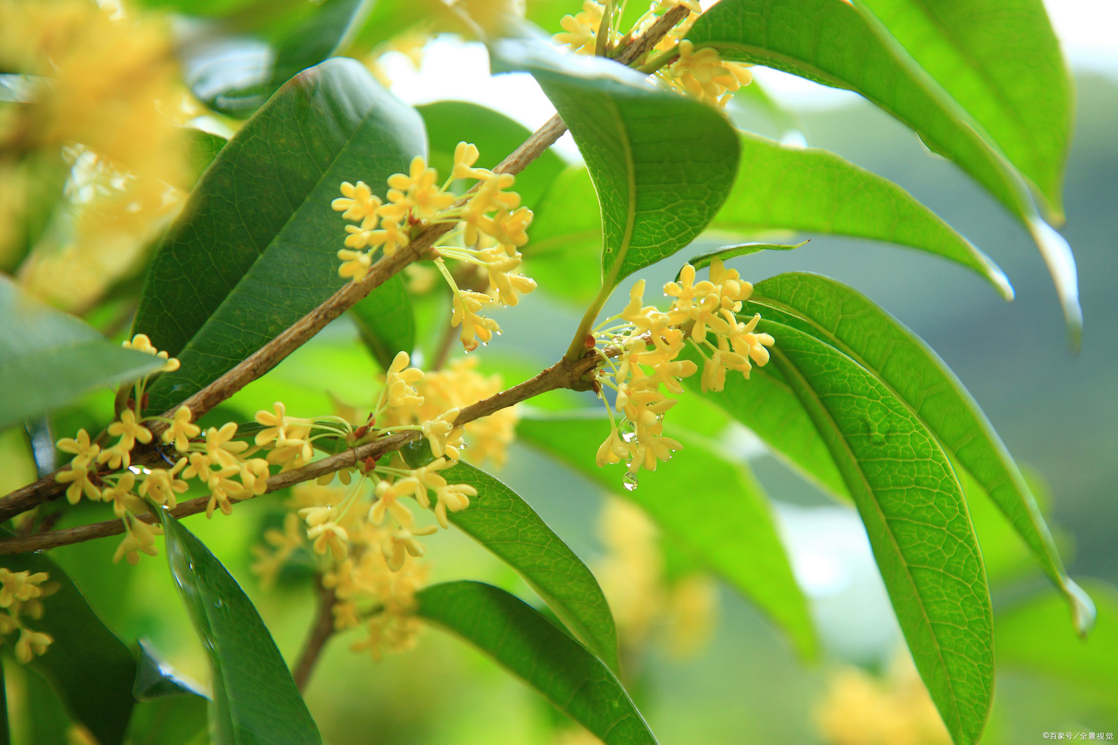 桂花- 热门商品专区