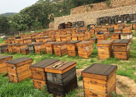蜜蜂养殖入门教程 蜜蜂养殖入门教程图解
