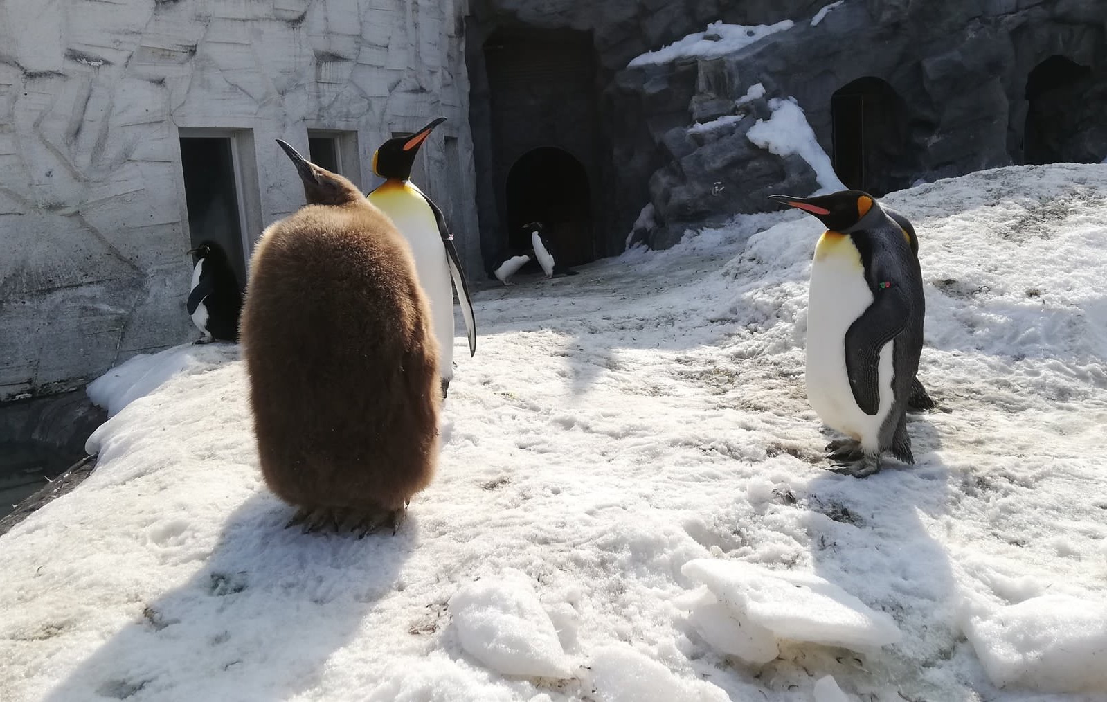 帝企鹅宝宝好像一个超大号的猕猴桃,萌skr人!