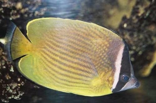 耳带蝶知识免费科普,看一看你了解多少?