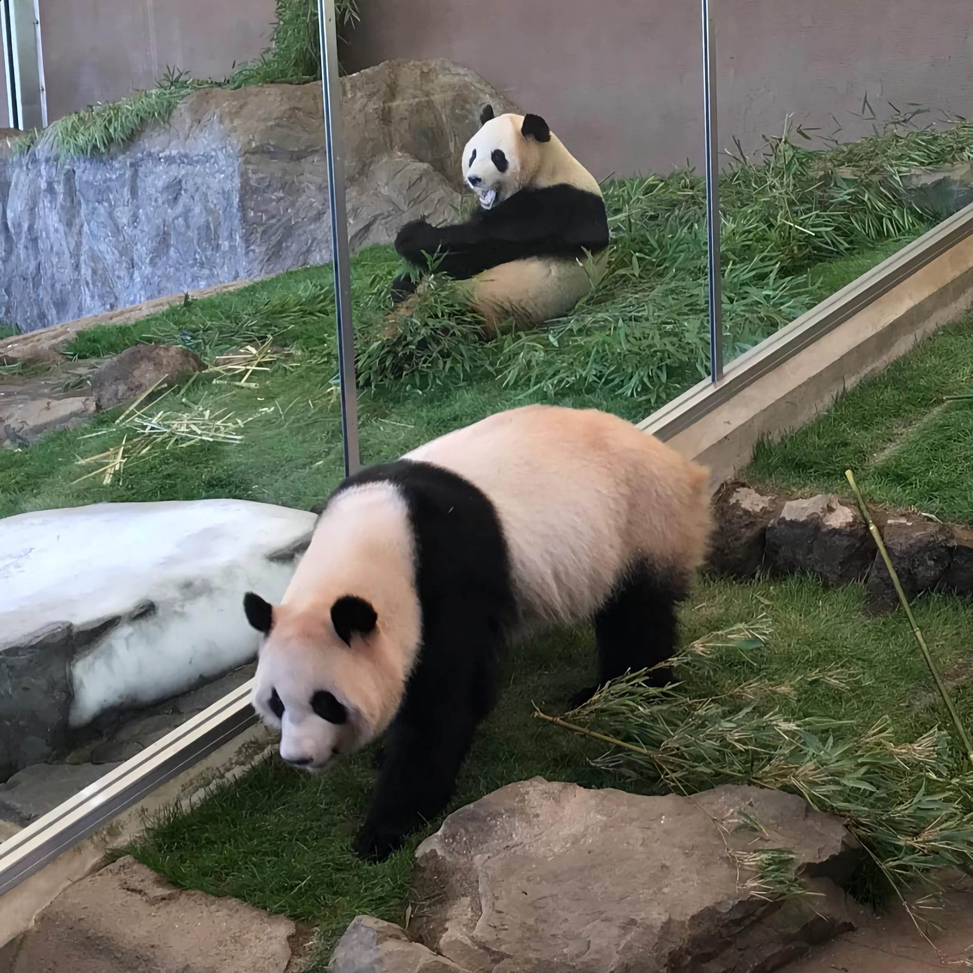 大熊猫永明的快乐人生