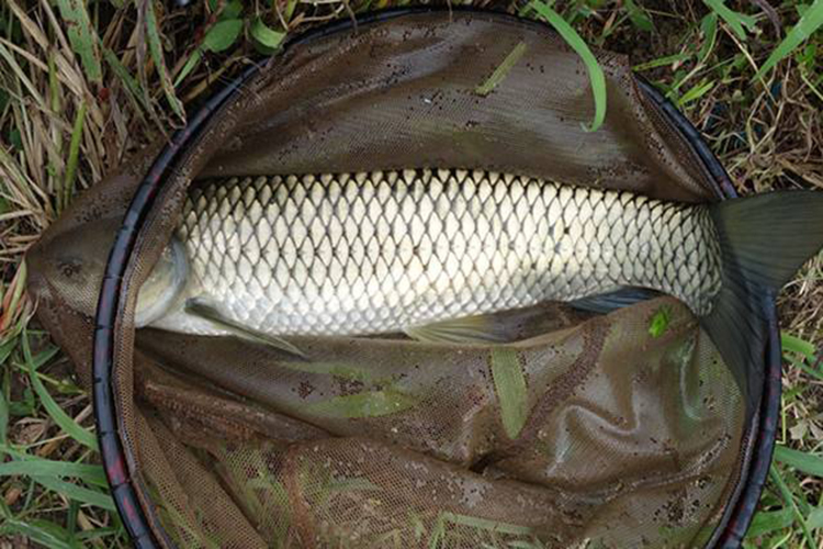 自制香甜老玉米 钓草鱼怎么能少得了它