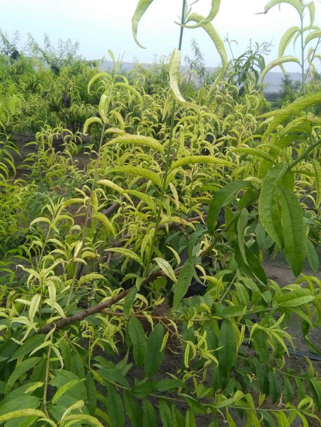 桃树黄叶缺素还是根腐?发生原因有哪些