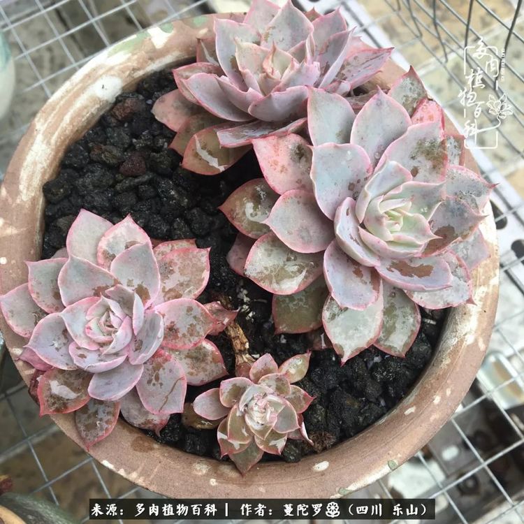 白衣天使爱多肉,最美的遇见,致敬最美的逆行者!