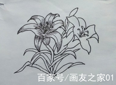 萱草花的線描畫(步驟):手把手一步一步教你畫萱草花(繪畫素材