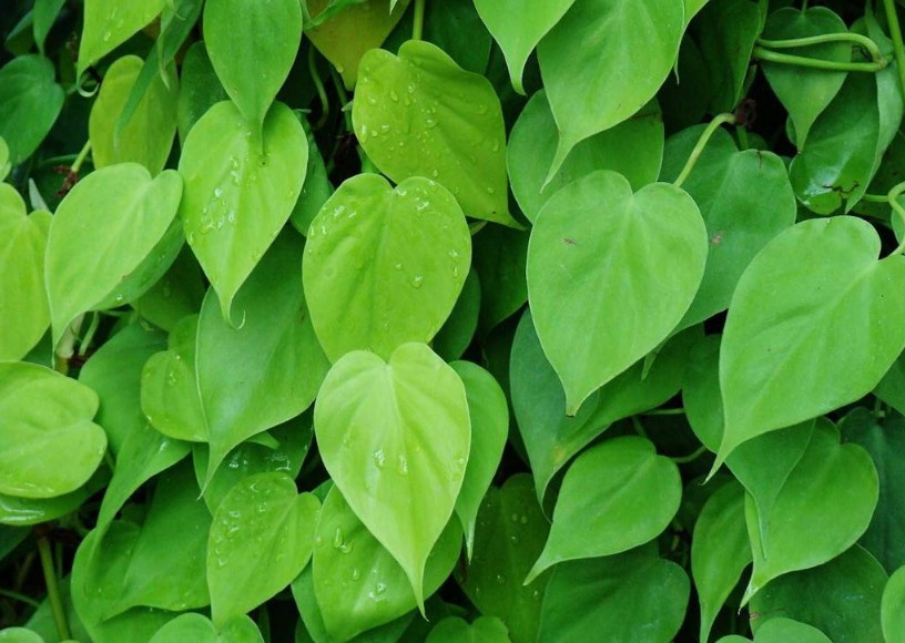 关于鸡心藤的小知识