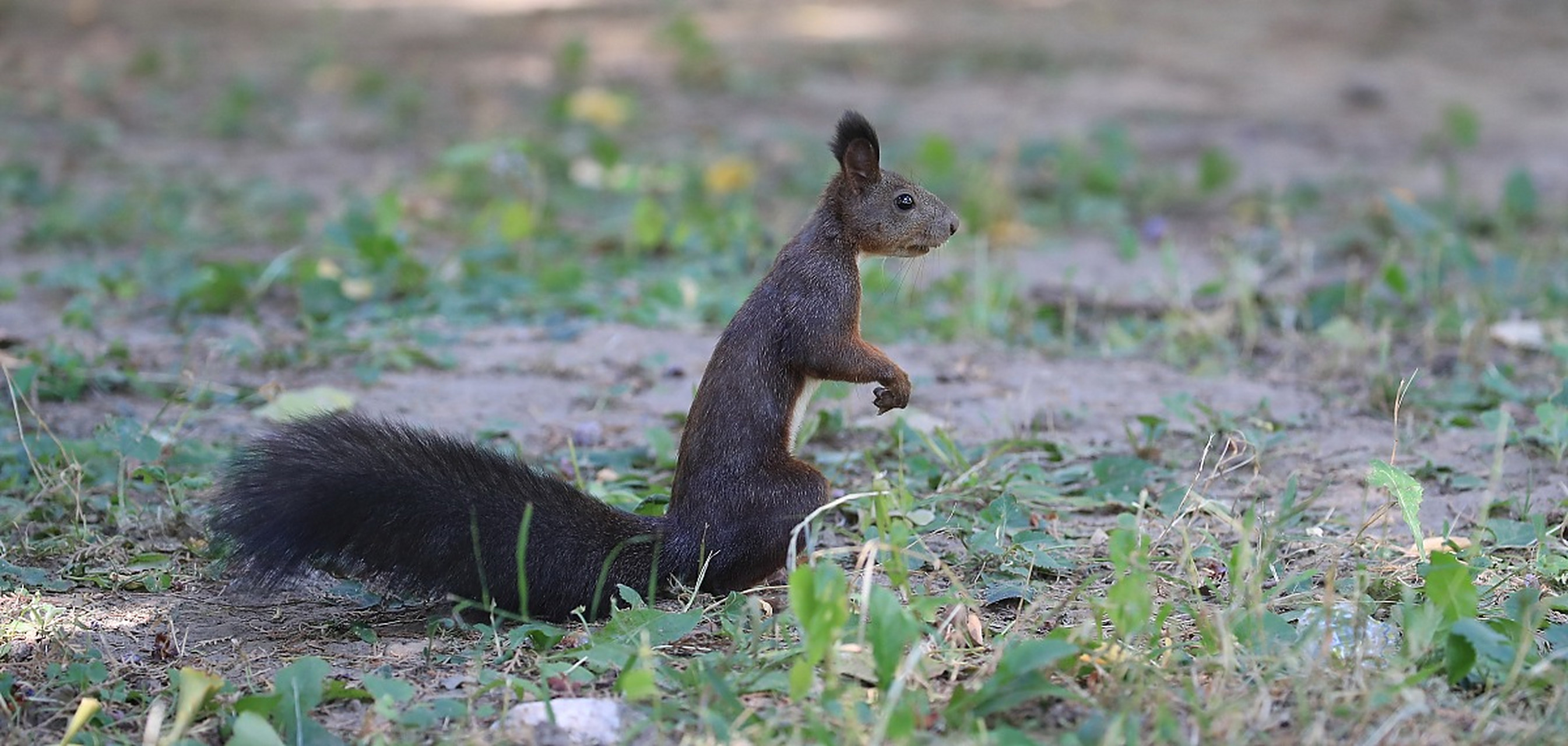 魔王松鼠,啮齿目松鼠科松鼠亚科动物,别名魔鬼松鼠,大尾松鼠.
