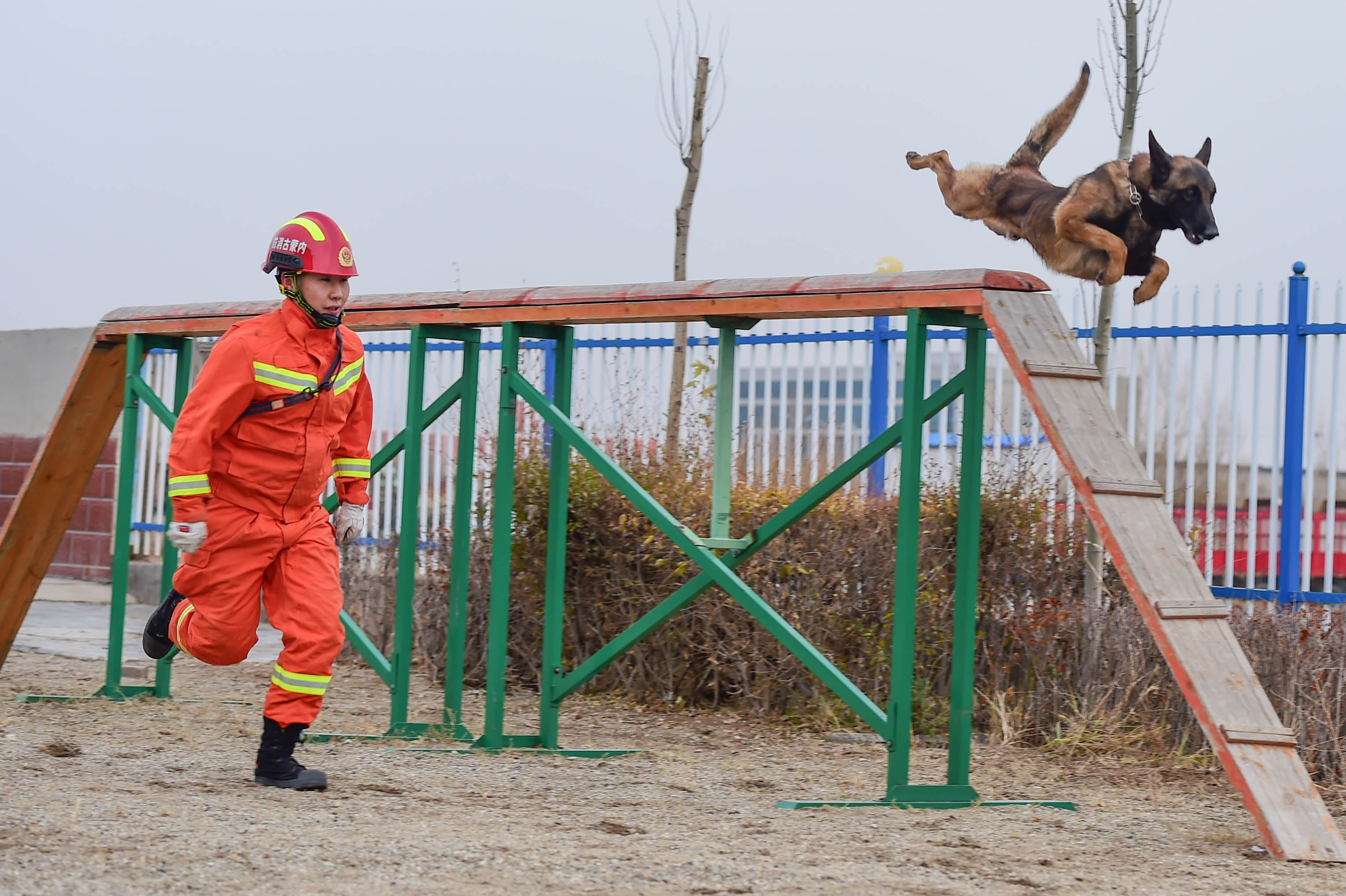 搜救犬高清图片