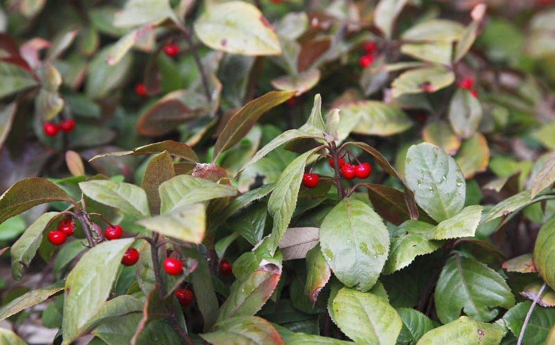 农村有种野生植物,果实像高高挂起的"红灯笼",如今价值珍贵!