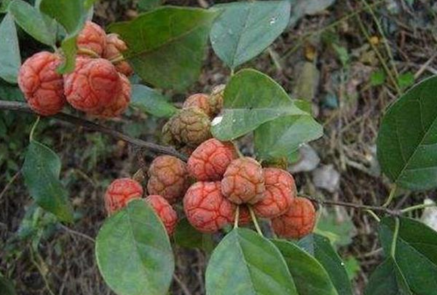 这种树被称为"帝王木",果实与荔枝相似,浑身是宝有治癌功效