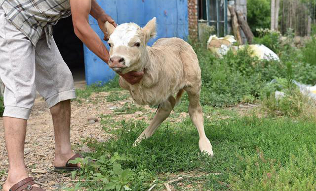 天生只有两条腿-励志"羊坚强",双腿行走成"网红"
