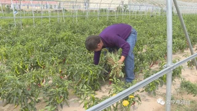 会宁农民王太峰:乘着政策春风 踏上脱贫列车