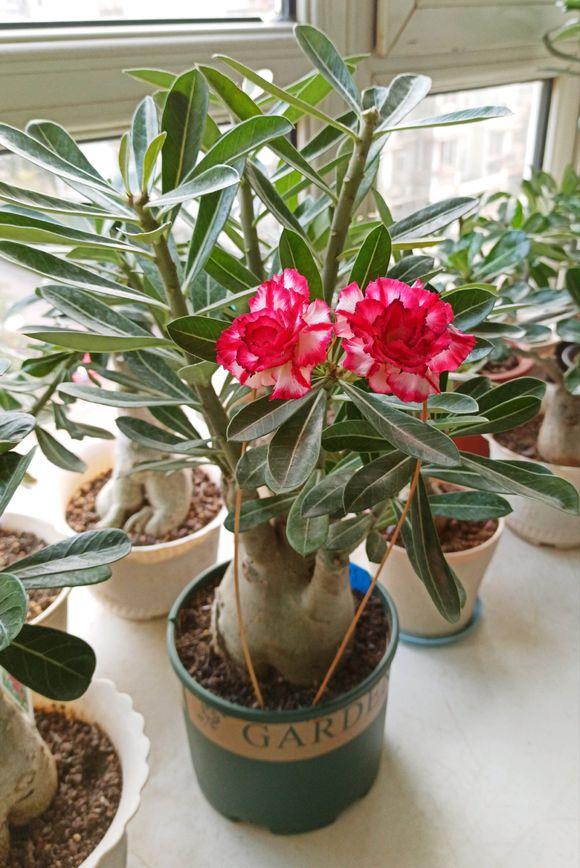 沙漠玫瑰这样养,把它养成花瓶状,一年四季都开花