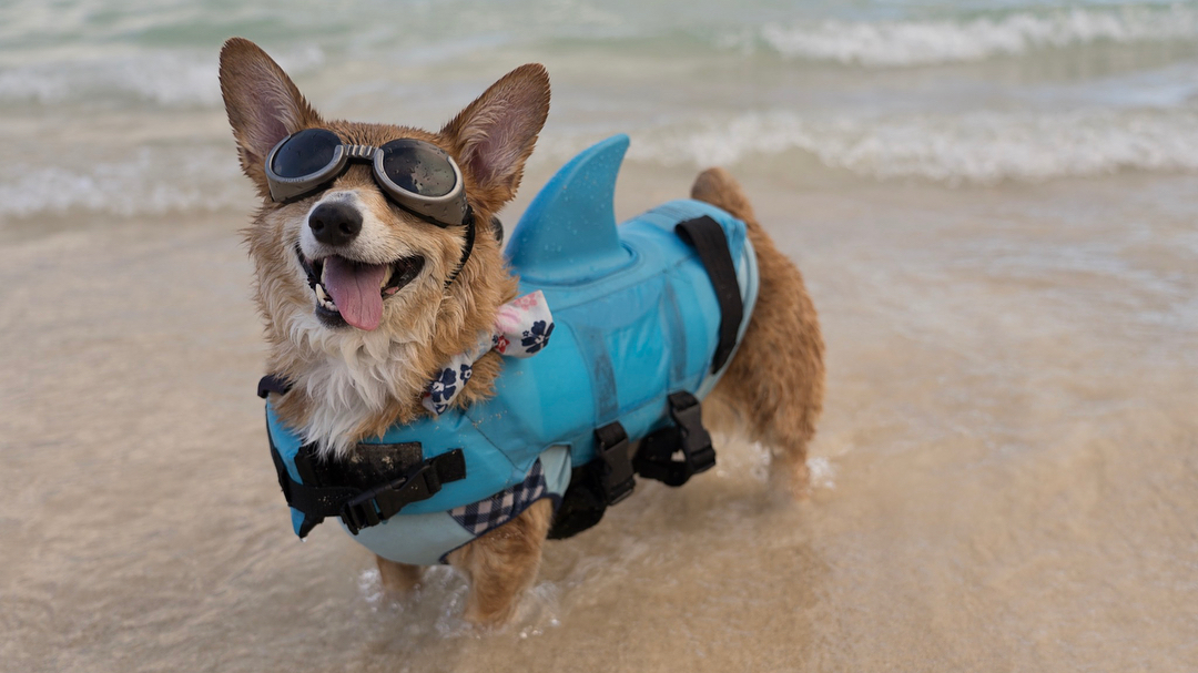 终于知道英国女王为啥专爱柯基,真是蠢萌的小可爱!