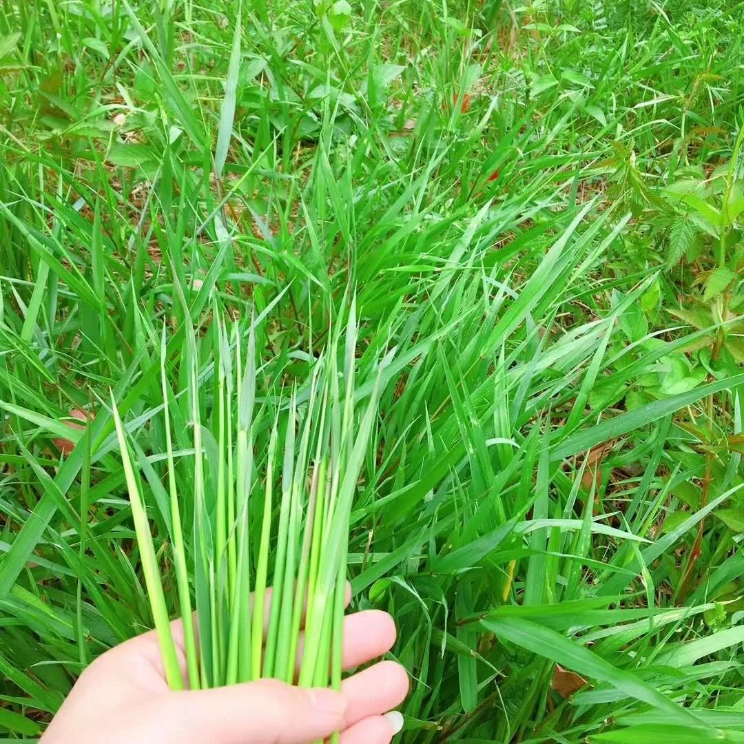 茅针,那个时代童年的"棉花糖"!