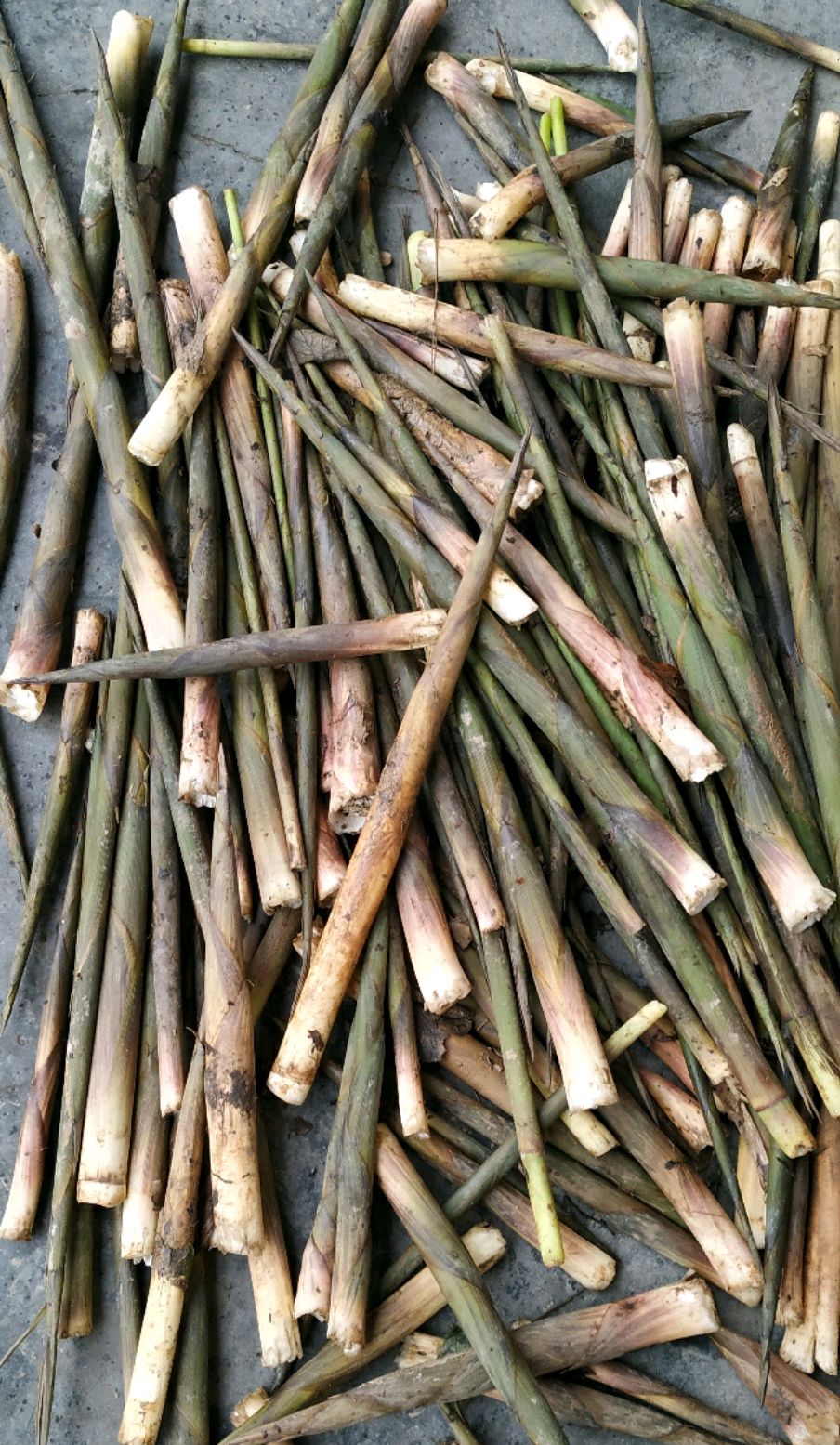 竹林深处采集野生小竹笋的美好时光