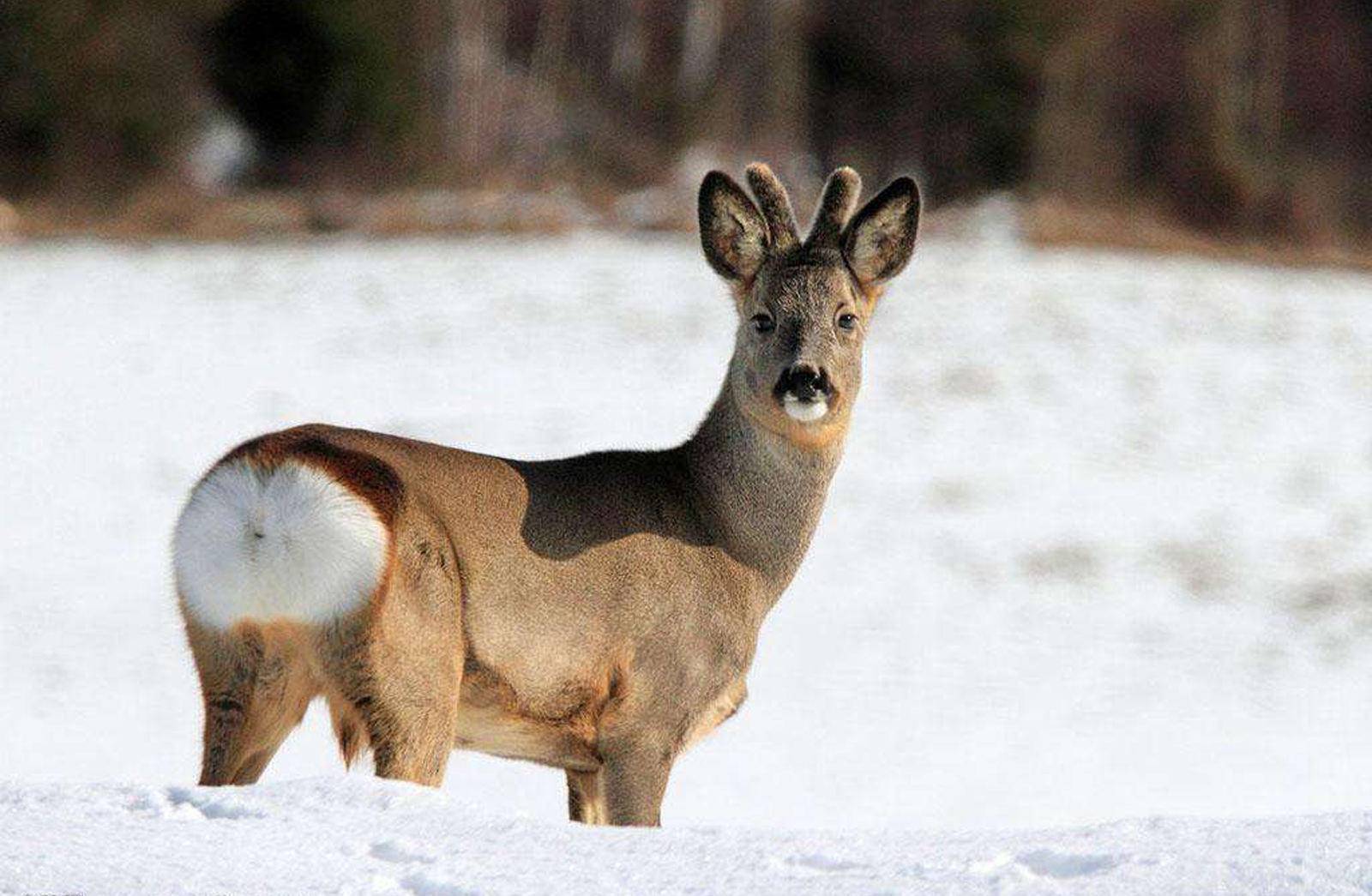 很多国家定期猎杀的大型野兽驼鹿,为什么中国偏偏要保护?
