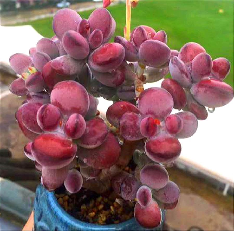 养多肉乒乓福娘,做好"3个不要",叶子饱满浑圆,不黑腐颜色亮