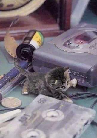 世界上最小的猫——皮堡斯小猫