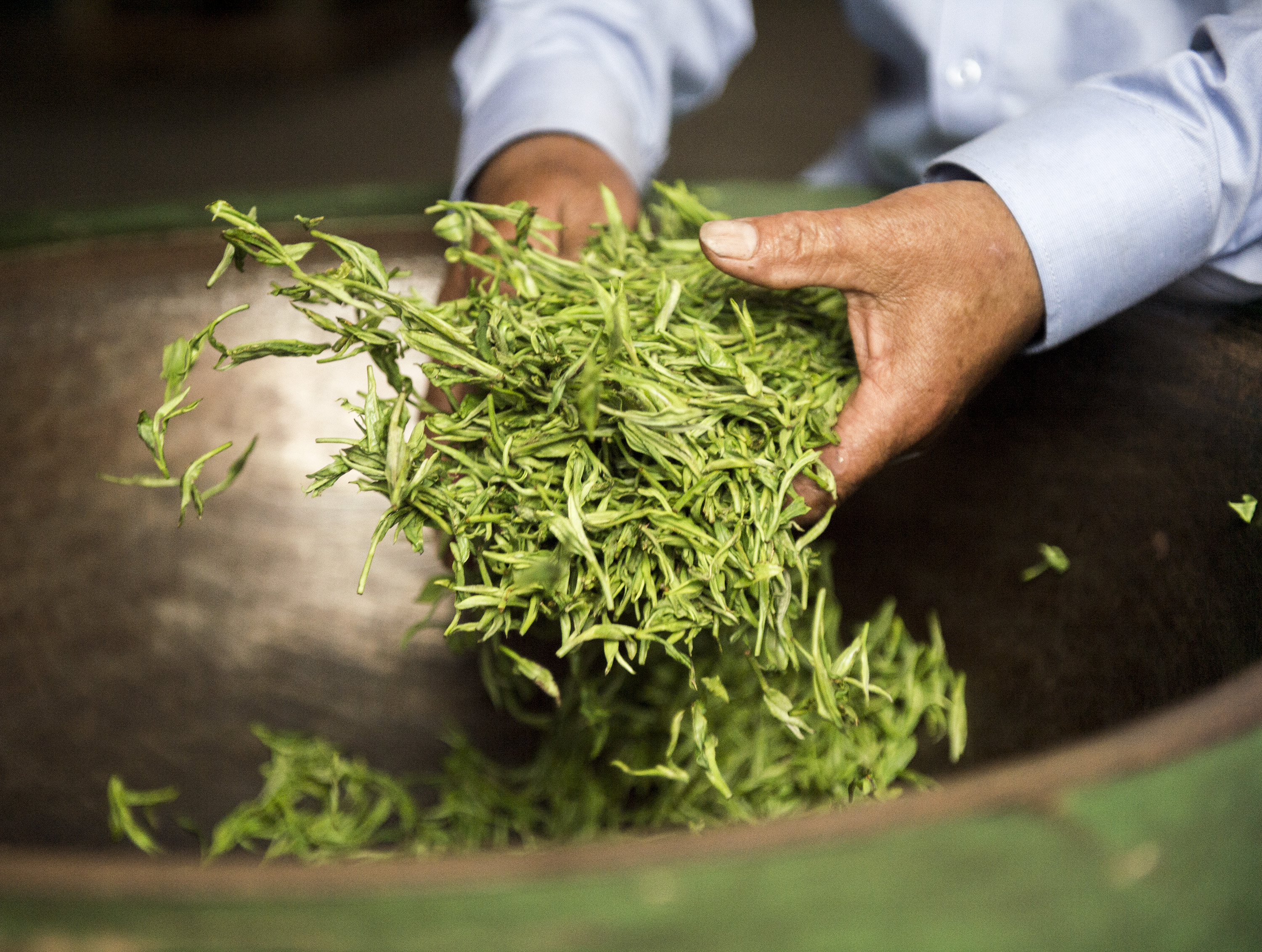 江西婺源制茶人坚守传承手工技艺