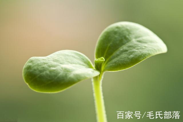 西瓜種植技術|西瓜立枯病防治措施