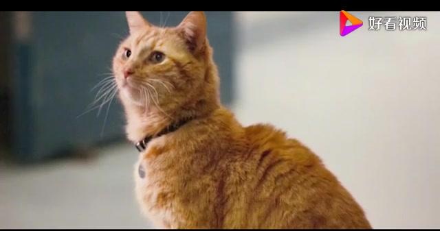 《惊奇队长》3个画面曝光,宠物猫出场,神盾局长眼睛之谜揭开