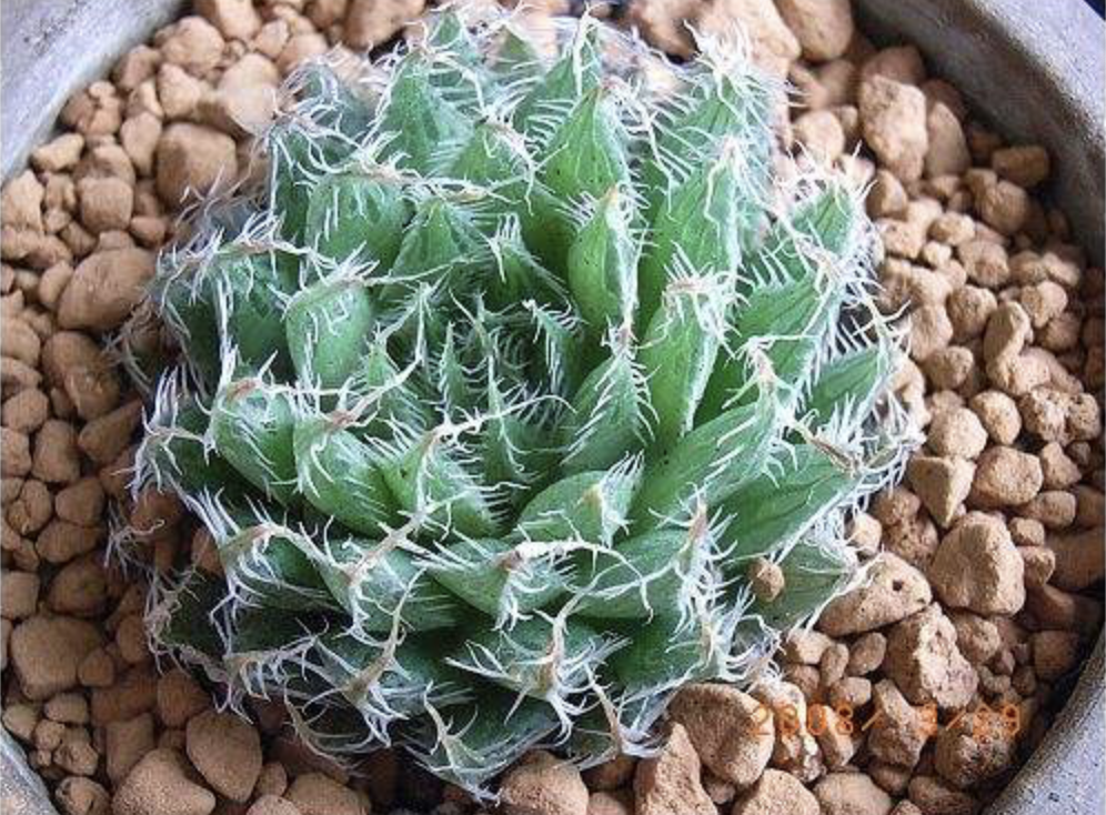 多肉植物—百合科十二卷属软叶系详解