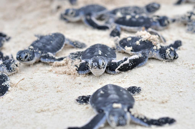 旅游:到邦邦岛旅游,和小海龟来一次亲密接触吧!