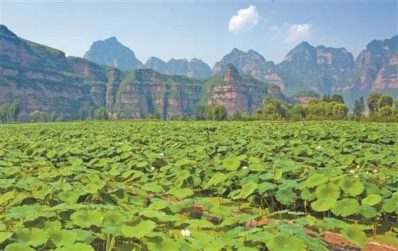 左权县"鱼米之乡"麻田:稻碧荷红鱼米香