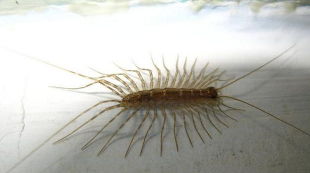 这个条全是腿的虫子叫蚰蜒,在日本被当做宠物,你见过吗