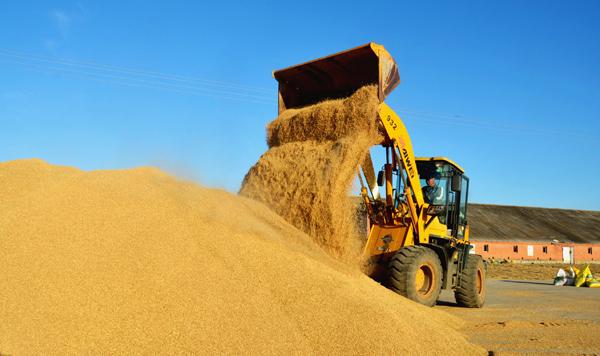 勤得利丰收粮食堆成山