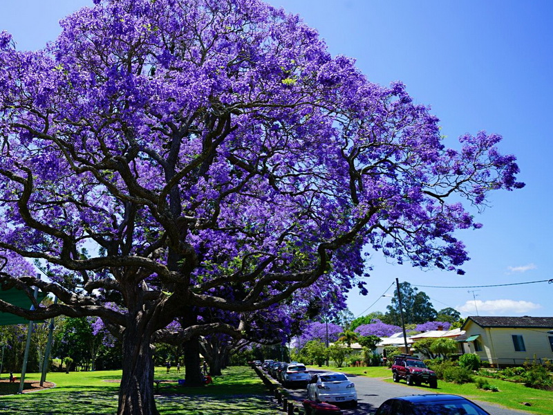超美的蓝花楹树,来到这里仿佛置身仙境,如梦似幻!