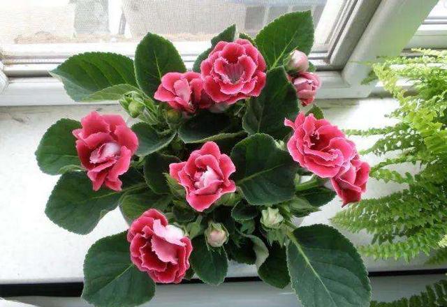 一种"地皮花",比牡丹美,比月季靓,阳台养几盆,一开200天