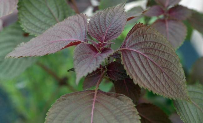 田边村角的紫苏,竟然一身都是良药!