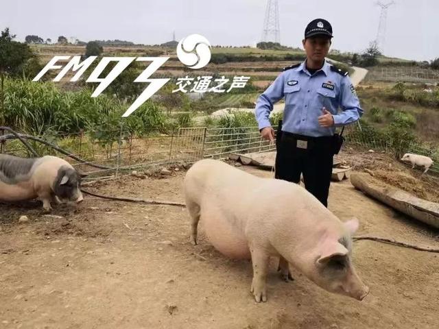 举报!人民警察竟然在网上公然卖猪,真相另有隐情
