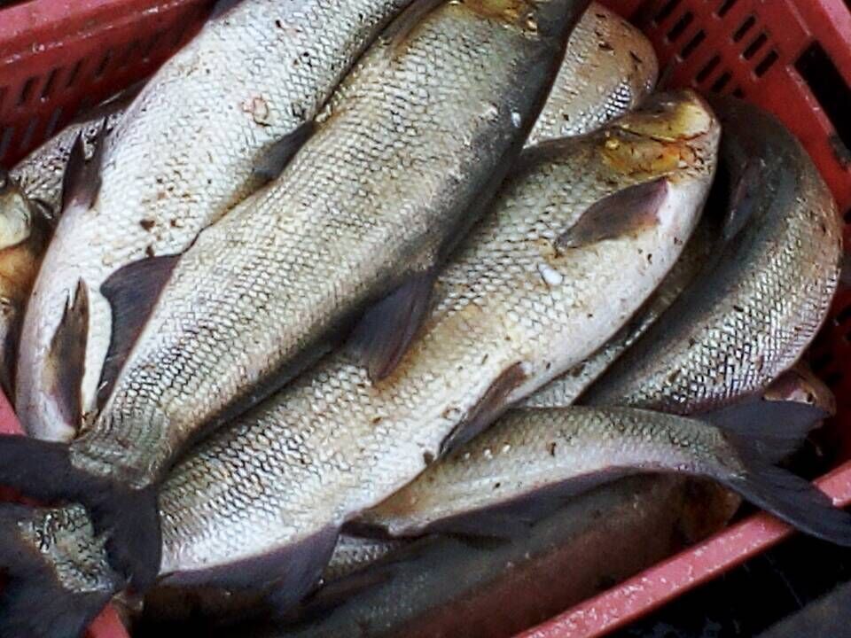 翘嘴饵料 - 2020年最新商品信息聚合专区 - 百度爱采购