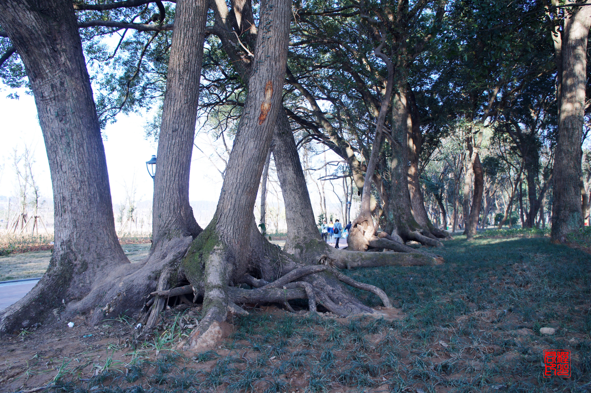 花园湾,信丰桃江湿地公园核心区