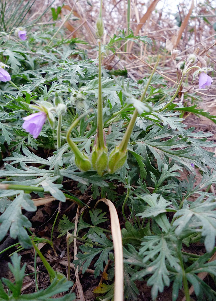 牻牛儿苗的叶子对生,二回羽状深裂.