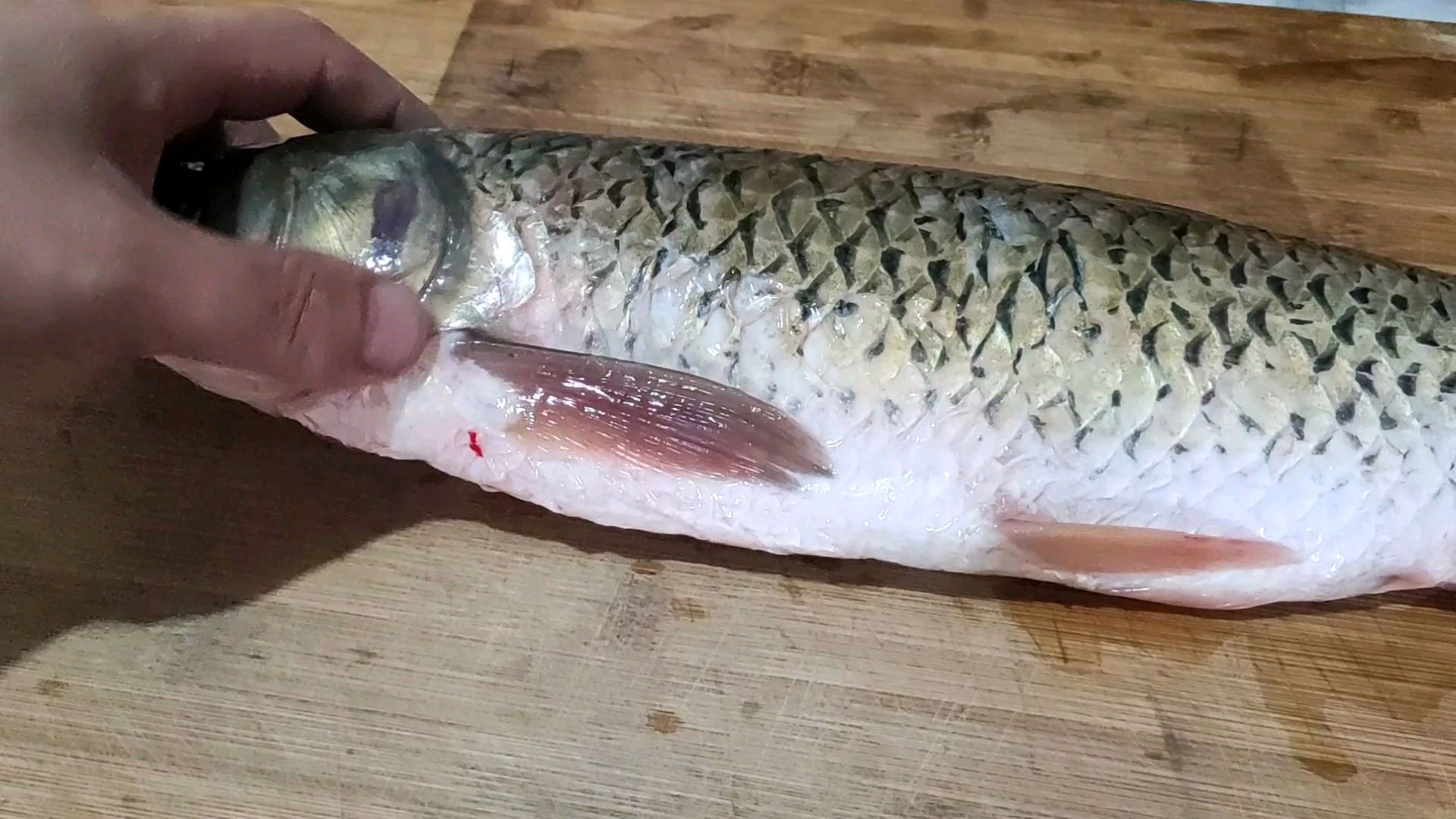 红烧鱼块最好吃的做法,外酥里嫩,鲜香入味,一大盘不够吃