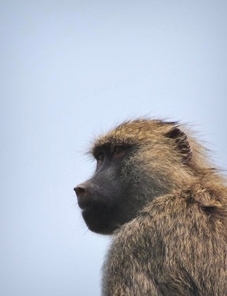 东非狒狒知识科普,这些你可能不知道!