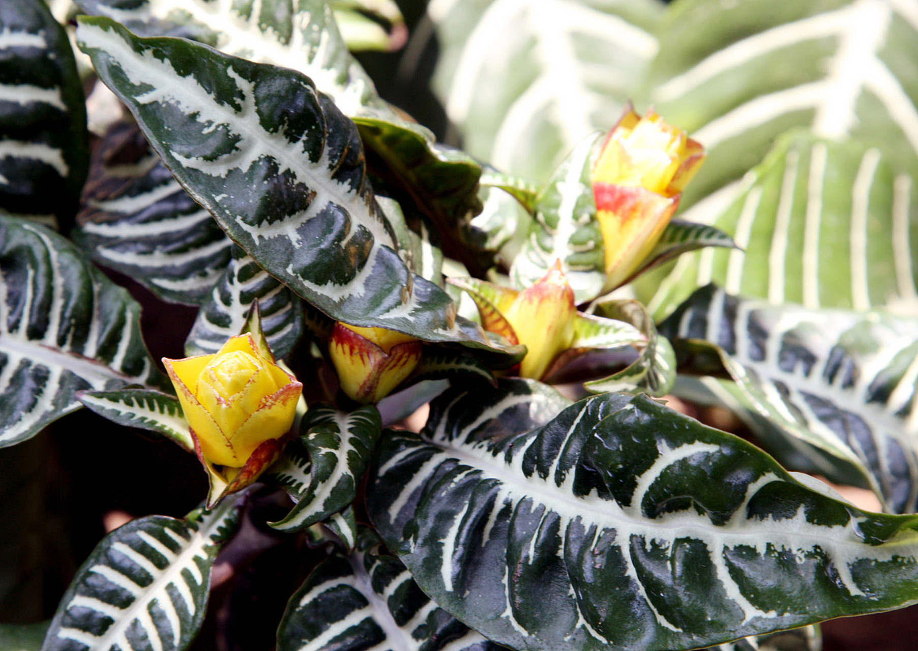 每日花语# 十字爵床的花语是美丽,花瓣像小鸟的尾巴一样,小巧动 ..