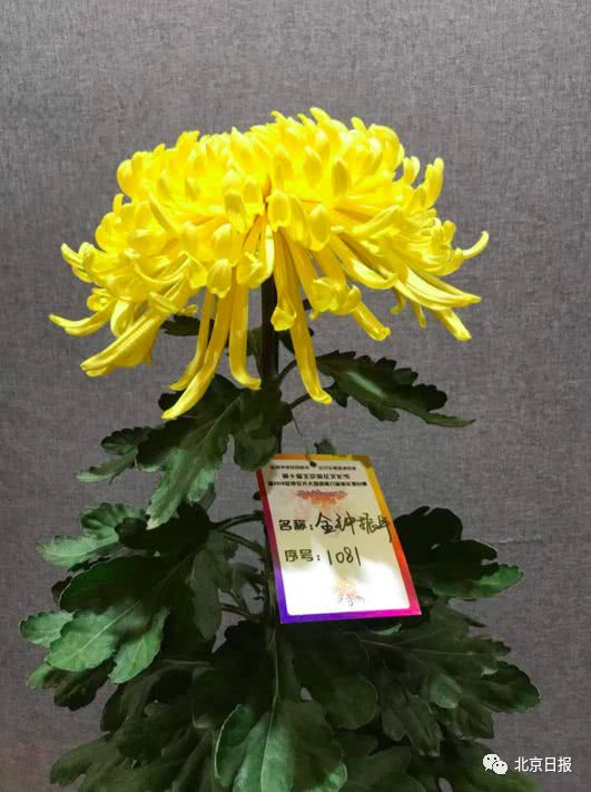 菊花t台争霸!这盆成"菊王,快到这里欣赏