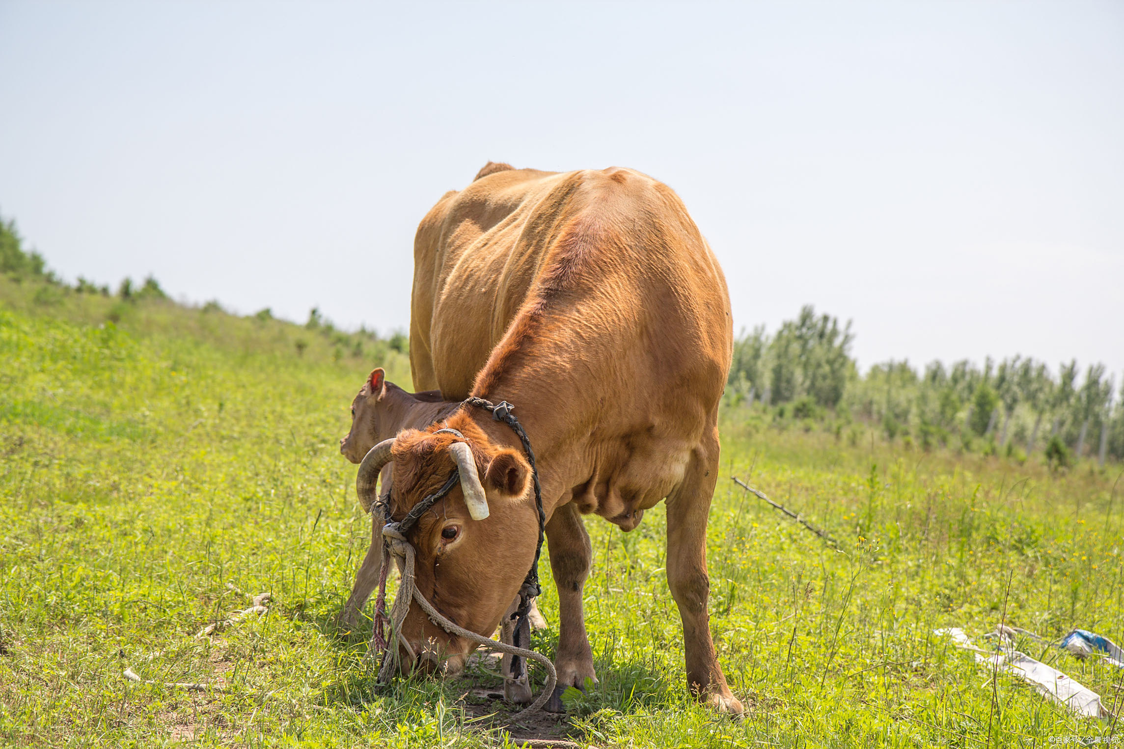 放养的黄牛 - 2020年最新商品信息聚合专区 - 百度爱采购