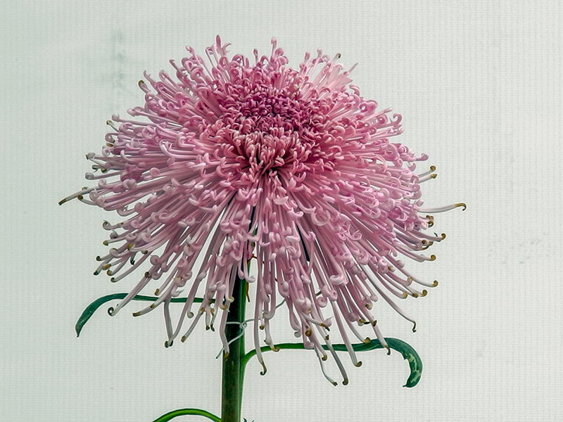 以往的菊花展品种少,这届菊花展品种多,其中的精品菊花很吸引游人