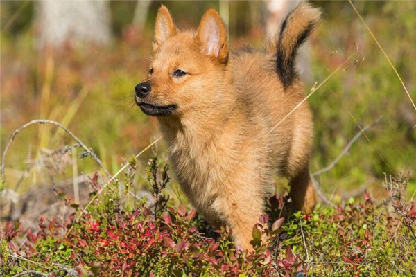 芬兰拉普猎犬图片